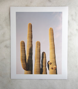 SAGUARO SISTERS PRINT - ALBANY KATZ PHOTOGRAPHY