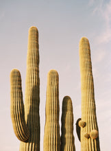 Load image into Gallery viewer, SAGUARO SISTERS PRINT - ALBANY KATZ PHOTOGRAPHY
