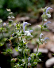 Load image into Gallery viewer, CLARY SAGE HYDROSOL - GARA SKINCARE

